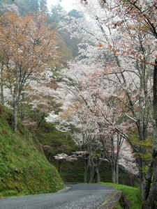 20100408_1140shuusei.jpg