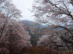 20100408_1141shuusei.jpg