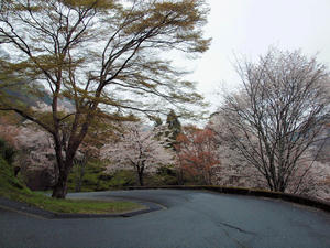 20100408_1142shuusei.jpg