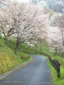 20100408_1146shuusei.jpg