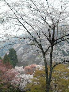 20100408_1149shuusei.jpg
