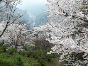 20100408_1158shuusei.jpg