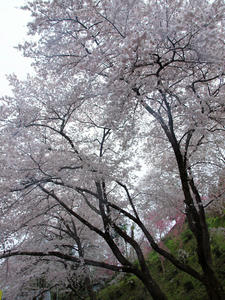 20100408_1167shuusei.jpg