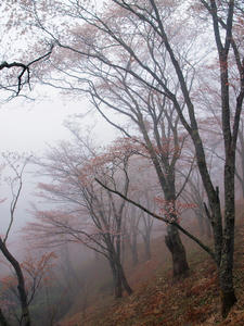 20100408_1202shuusei.jpg