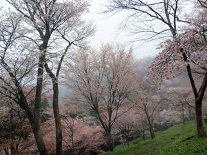 20100408_1221shuusei.jpg