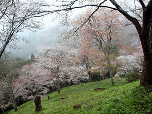 20100408_1227shuusei.jpg