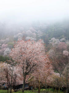 20100408_1233shuusei.jpg