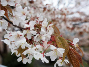 20100408_1231shuusei.jpg