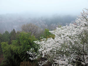 20100408_1241shuusei.jpg