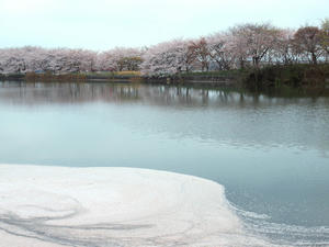 20100408_1266shuusei.jpg