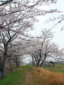 20100408_1274shuusei.jpg