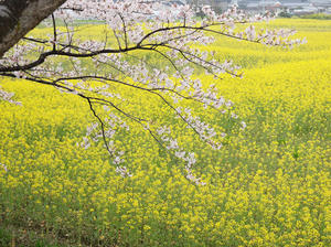20100408_1276shuusei.jpg