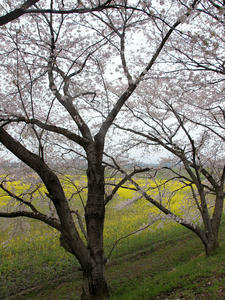 20100408_1280shuusei.jpg