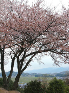 20100408_1324shuusei.jpg