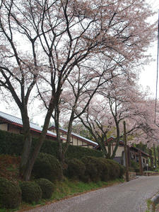 20100408_1337shuusei.jpg