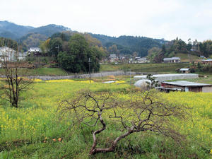 20100408_1343shuusei.jpg