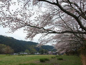 20100408_1352shuusei.jpg