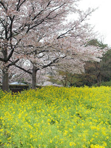 20100408_1356shuusei.jpg