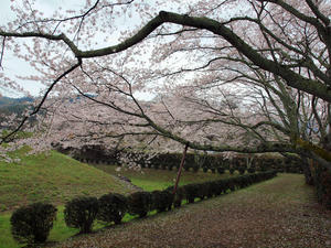 20100408_1379shuusei.jpg