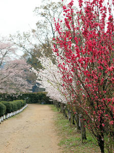 20100408_1395shuusei.jpg