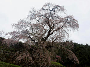 20100408_1525shuusei.jpg