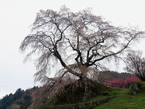 20100408_1532shuusei.jpg