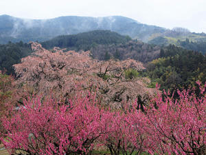 20100408_1543shuusei.jpg