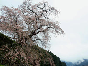20100408_1549shuusei.jpg