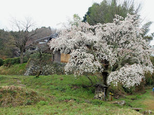 20100408_1513shuusei.jpg