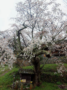 20100408_1515shuusei.jpg