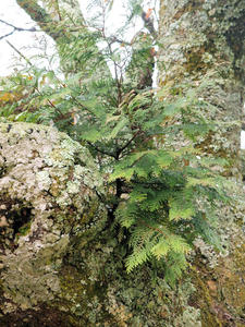 20100408_1554shuusei.jpg