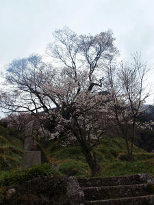 20100408_1562shuusei.jpg