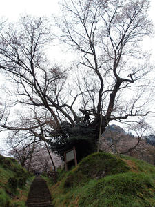 20100408_1574shuusei.jpg