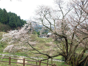 20100408_1583shuusei.jpg