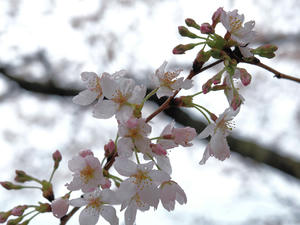 20100408_1598shuusei.jpg