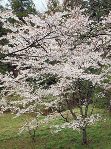 20100408_1602shuusei.jpg