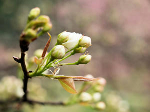20100408_1611shuusei.jpg