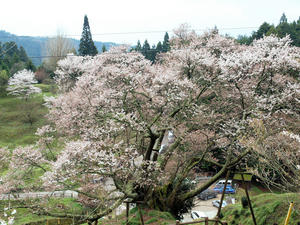 20100408_1626shuusei.jpg