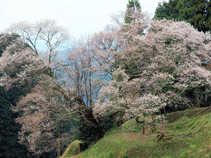 20100408_1631shuusei.jpg