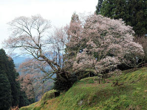 20100408_1639shuusei.jpg
