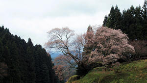 20100408_1643shuusei.jpg