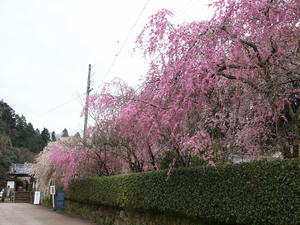 20100408_936shuusei.jpg