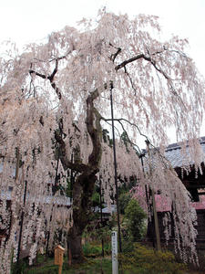 20100408_938shuusei.jpg