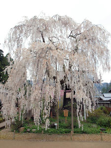 20100408_943shuusei.jpg