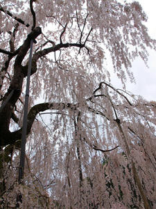 20100408_949shuusei.jpg