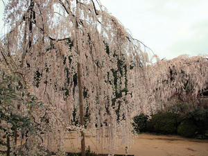 20100408_951shuusei.jpg