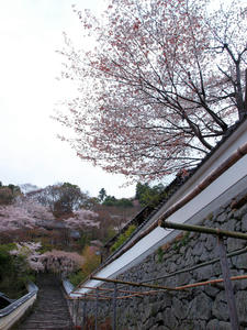 20100408_1026shuusei.jpg