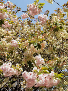 20100421_100shuusei.jpg