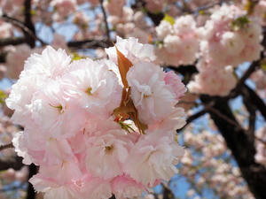 20100421_112shuusei.jpg