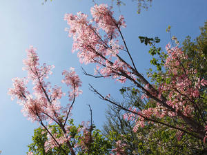 20100421_125shuusei.jpg